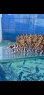 画像8: 《近海産海水魚》☆★龍魚トラウツボ（画像の個体です）小さいサイズ…白柄が強く出るタイプ！！