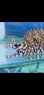 画像3: 《近海産海水魚》☆★龍魚トラウツボ（画像の個体です）小さいサイズ…白柄が強く出るタイプ！！