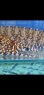 画像6: 《近海産海水魚》☆★龍魚トラウツボ（画像の個体です）小さいサイズ…白柄が強く出るタイプ！！