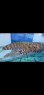 画像14: 《近海産海水魚》☆★龍魚トラウツボ（画像の個体です）小さいサイズ…白柄が強く出るタイプ！！
