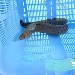 画像3: 《近海産海水魚》☆アミメウツボ（画像の個体です）MLサイズ…ハンドコート採取