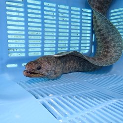 画像5: 《近海産海水魚》☆アミメウツボ（画像の個体です）MLサイズ…ハンドコート採取