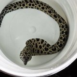 《近海産海水魚》☆熊野灘産☆ニセゴイシウツボ（画像の激美個体です）…当店ハンドコート採取‥サマーセール中！！