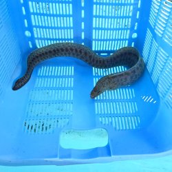 画像2: 《近海産海水魚》☆アミメウツボ（画像の個体です）MLサイズ…ハンドコート採取