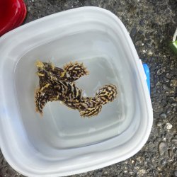 画像2: 《近海産海水魚》【珍サイズ】ハナオコゼ（XLサイズ）画像の個体です…ハンドコート採取