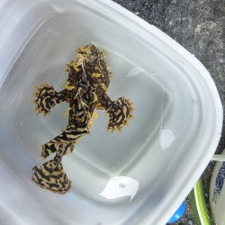 画像1: 《近海産海水魚》【珍サイズ】ハナオコゼ（XLサイズ）画像の個体です…ハンドコート採取