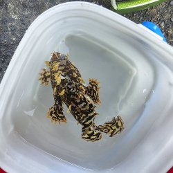 画像3: 《近海産海水魚》【珍サイズ】ハナオコゼ（XLサイズ）画像の個体です…ハンドコート採取