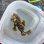 画像3: 《近海産海水魚》【珍サイズ】ハナオコゼ（XLサイズ）画像の個体です…ハンドコート採取 (3)