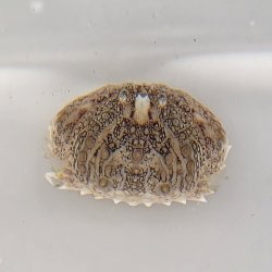 画像3: 《近海産甲殻類》【珍サイズ】　メガネカラッパの幼体(画像の個体です)…当店ハンドコート採取