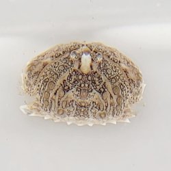 画像1: 《近海産甲殻類》【珍サイズ】　メガネカラッパの幼体(画像の個体です)…当店ハンドコート採取