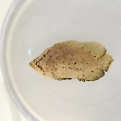 画像2: 《外洋性海水魚》☆★☆マツダイ（SMサイズ）・・当店ハンドコート