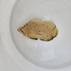 画像1: 《外洋性海水魚》☆★☆マツダイ（SMサイズ）・・当店ハンドコート