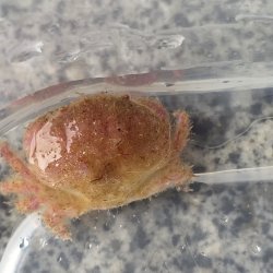 画像4: 《近海産甲殻類》マルタマオウギガニ(ベビーサイズ）画像の個体です…ハンドコート採取