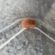 《近海産甲殻類》マルタマオウギガニ(ベビーサイズ）画像の個体です…ハンドコート採取