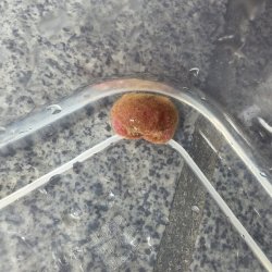 画像3: 《近海産甲殻類》マルタマオウギガニ(ベビーサイズ）画像の個体です…ハンドコート採取