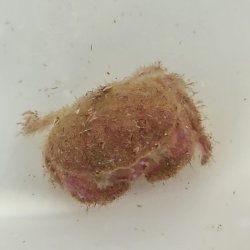 画像2: 《近海産甲殻類》マルタマオウギガニ(ベビーサイズ）画像の個体です…ハンドコート採取