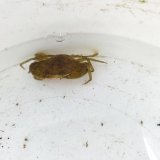 《近海産甲殻類》【珍】ノコギリガザミ（SSサイズ）1匹…当店ハンドコート採取