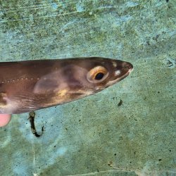 画像2: 《近海産海水魚》ハナアナゴ（画像の個体です）…当店ハンドコート採取