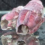 《近海産海水魚》ニジギンポ（☆☆棲家のフジツボ付きでおすすめです！）・・小型水槽飼育できます！