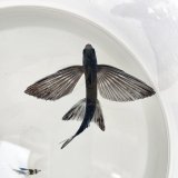 《近海産海水魚》トビウオ（画像の個体です）…当店ハンドコート採取※