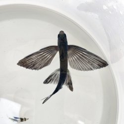 画像1: 《近海産海水魚》トビウオ（画像の個体です）…当店ハンドコート採取※