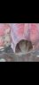 画像4: 《近海産海水魚》ニジギンポ（☆☆棲家のフジツボ付きでおすすめです！）・・小型水槽飼育できます！