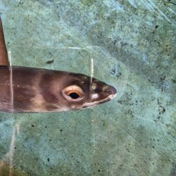 画像3: 《近海産海水魚》ハナアナゴ（画像の個体です）…当店ハンドコート採取