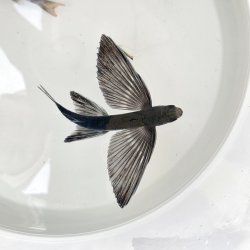 画像2: 《近海産海水魚》トビウオ（画像の個体です）…当店ハンドコート採取※