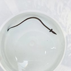 画像1: 《近海産海水魚》ホタテウミヘビ(Mサイズ)…ハンドコート採取