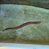 《近海産海水魚》ハナアナゴ（画像の個体です）…当店ハンドコート採取