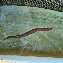 画像1: 《近海産海水魚》ハナアナゴ（画像の個体です）…当店ハンドコート採取