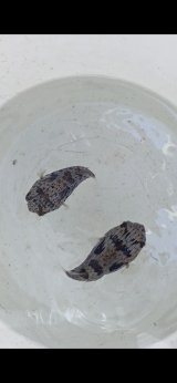 《近海産海水魚》ハリセンボン(Sサイズ)1匹…ハンドコート採取
