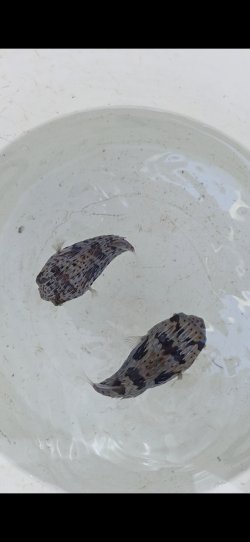 画像1: 《近海産海水魚》ハリセンボン(Sサイズ)1匹…ハンドコート採取