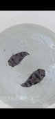 《近海産海水魚》ハリセンボン(Sサイズ)1匹…ハンドコート採取‥特別（お客様感謝）セール中商品（期間限定）