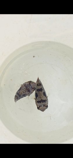 画像3: 《近海産海水魚》ハリセンボン(Sサイズ)1匹…ハンドコート採取