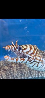 《近海産海水魚》☆★龍魚トラウツボ（画像の個体です）…白柄が強く出るタイプ！！