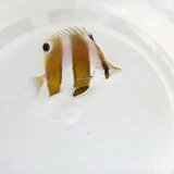 《近海産海水魚》ゲンロクダイ　Lサイズ(1匹)…ハンドコート採取