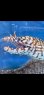 画像2: 《近海産海水魚》☆★龍魚トラウツボ（画像の個体です）…白柄が強く出るタイプ！！