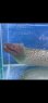 画像4: 《近海産海水魚》ユリウツボ（画像の個体です)…ハンドコート採取