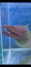 画像1: 《近海産海水魚》ユリウツボ（画像の個体です)…ハンドコート採取 (1)