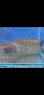 画像2: 《近海産海水魚》ユリウツボ（画像の個体です)…ハンドコート採取