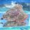 画像2: 《近海産海水魚》サツマカサゴ（画像の個体です）…ハンドコート採取 (2)