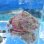 画像3: 《近海産海水魚》サツマカサゴ（画像の個体です）…ハンドコート採取 (3)