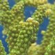 《近海産海洋生物》【美グリーン】ミドリイシ（画像の個体です）