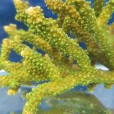 《近海産海洋生物》【美グリーン】ミドリイシ（画像の個体です）