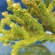《近海産海洋生物》【美グリーン】ミドリイシ（画像の個体です）