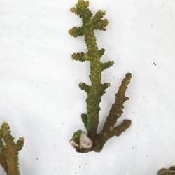 画像3: 《近海産海洋生物》【美グリーン】ミドリイシ（画像の個体です）