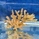 《近海産海洋生物》【珍色】ミドリイシ（画像の個体です）