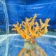 《近海産海洋生物》【珍色】ミドリイシ（画像の個体です）