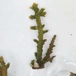 画像2: 《近海産海洋生物》【美グリーン】ミドリイシ（画像の個体です）